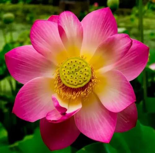 花卉图案(花卉logo图案大全)插图10