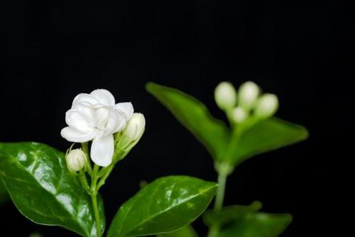 有毒花草排名前十(十大有毒花草)插图3