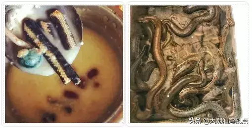 顺德美食高佬排名前十(顺德珍姐美食)插图29