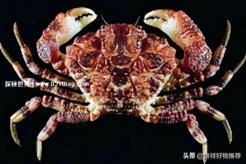 十大毒蟹(十大毒蟹分别是什么)插图4