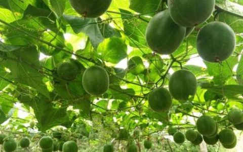 种植什么药材(现在可以种什么中草药)