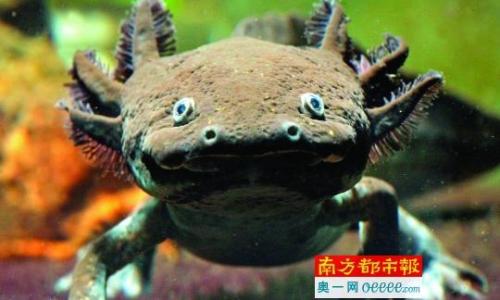 墨西哥蝾螈(蝾螈的危害)插图1