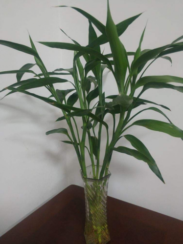 天然防臭植物排名前十(可以除臭的植物)插图17