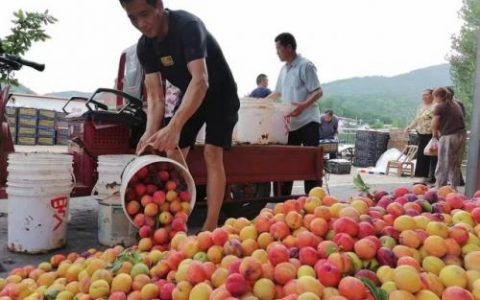 中国杏李面积排名前十(杏李能生吃吗)