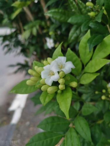 茉莉花茶属于什么茶(70到80岁喝什么茶最好)插图3