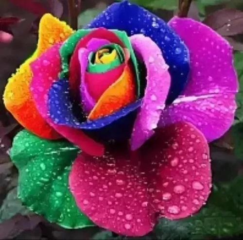 花卉图案(花卉logo图案大全)插图12
