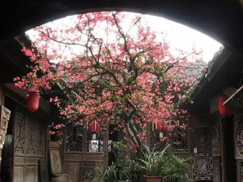 洛克王国云外孔桥灵芝(洛克王国巨龙先驱者在哪)插图14