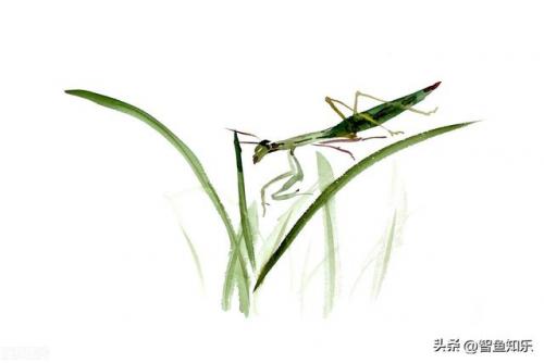种群数量昆虫排名前十(昆虫的种群分布的论文)插图
