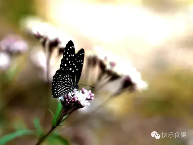 蝴蝶飞啊(蝴蝶飞呀一双双什么歌)插图8