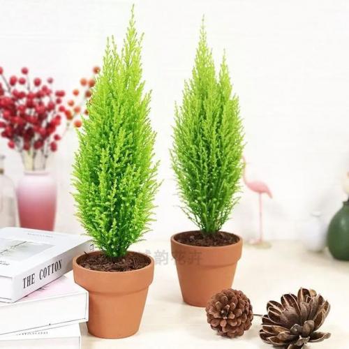 盆景植物(盆景植物大全)插图9