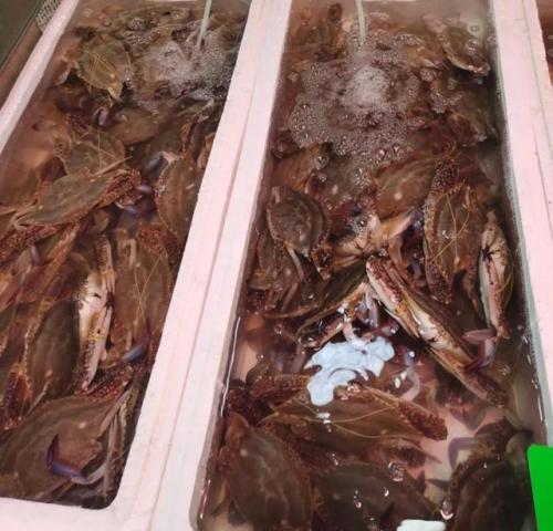 青岛海鲜品种排名前十(青岛海鲜餐厅人气排名)插图13