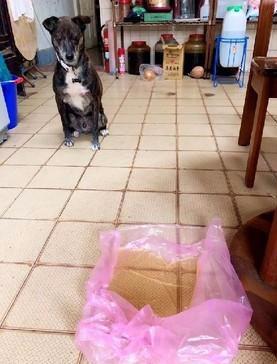 名犬小白散步记(蜡笔小新牵着小白散步的图片)插图
