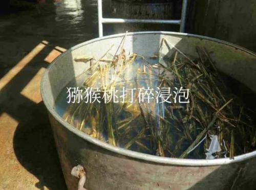 宣纸神奇调料(宣纸的种类)插图1