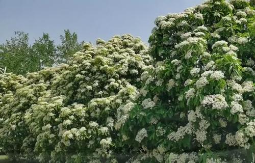湖南十大花种排名前十(湖南十大果树排名)插图5
