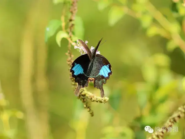蝴蝶飞啊(蝴蝶飞呀一双双什么歌)插图5