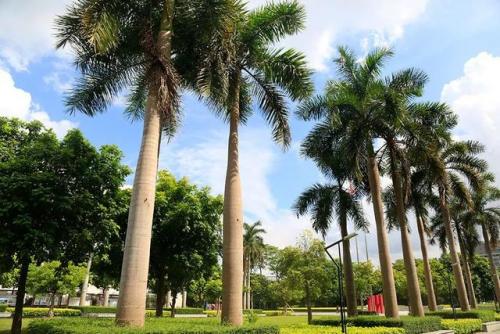 哈尔滨工业大学深圳校区(张雪峰谈哈工大深圳校区)插图1