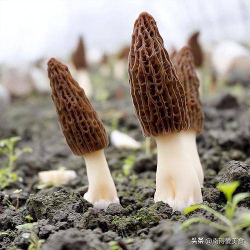魔芋种类热量排名前十(魔芋素毛肚的热量是多少)插图2