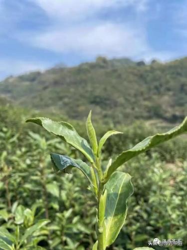 紫砂茶壶品牌排名前十(高端紫砂壶的品牌)插图51