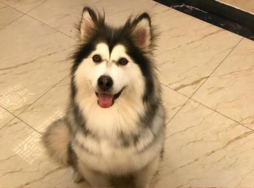 阿拉斯加犬图片(阿拉斯加犬多少钱一只)插图5
