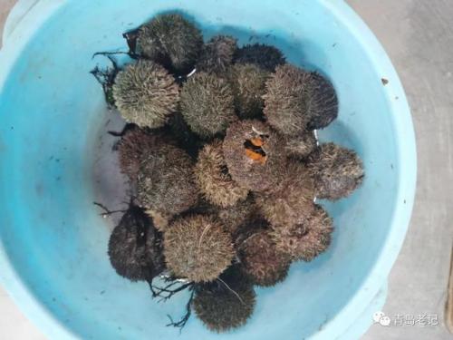 青岛海鲜品种排名前十(青岛海鲜餐厅人气排名)插图37