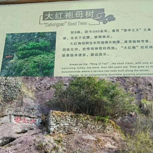 茶叶品种价格排名前十(茶叶有哪些品种)插图