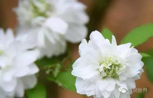 心碎之花(绝望的花)插图1