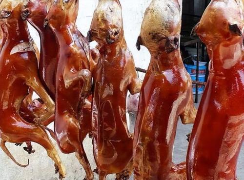 玉林狗肉节(狗肉节)插图4