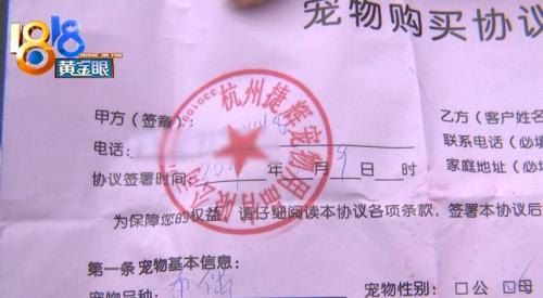 杭州犬舍排名前十(全国十大金毛犬舍)插图4