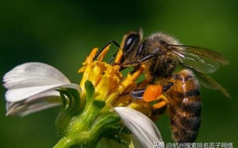 什么品牌蜂蜜最好(中国蜂蜜排行榜前十名)