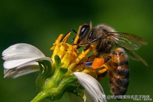 什么品牌蜂蜜最好(中国蜂蜜排行榜前十名)插图