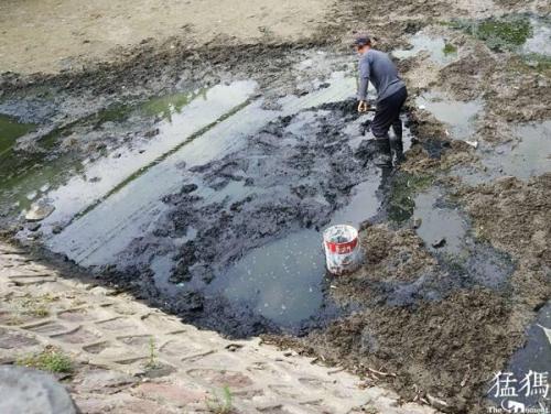 郑州泥鳅销量排名前十(郑州哪里批发泥鳅)插图