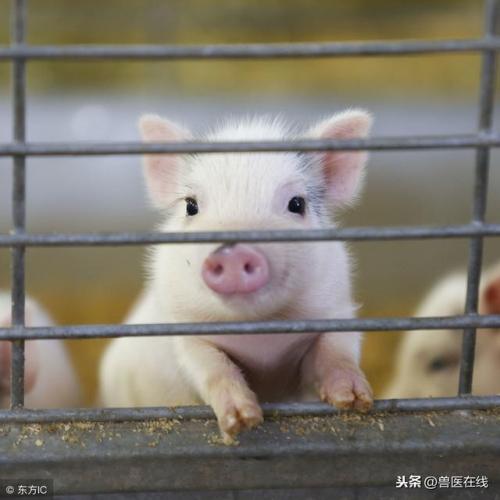 秋冬畅销兽药排名前十(中国兽药十大品牌)插图2
