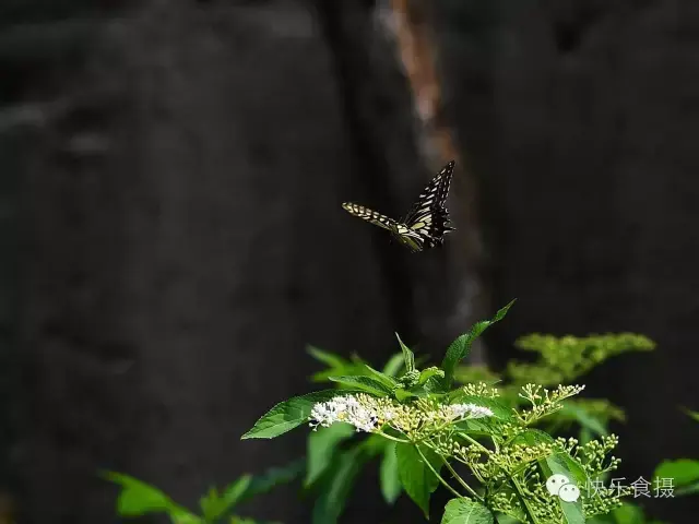 蝴蝶飞啊(蝴蝶飞呀一双双什么歌)插图11