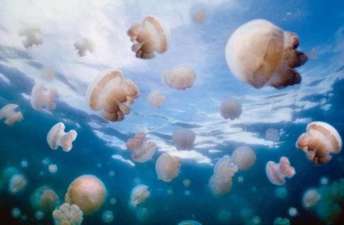 欧洲知名海岛排名前十(全球三大顶级海岛)插图84