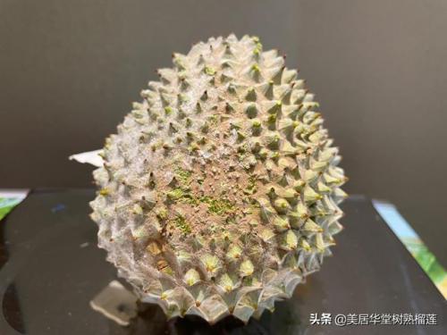 暗铁榴莲(榴莲和铁能一起吃吗)插图2