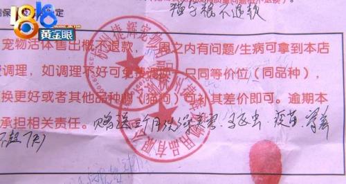 杭州犬舍排名前十(全国十大金毛犬舍)插图5