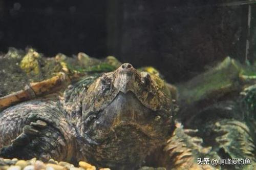 最大的乌龟(最小的乌龟)插图4