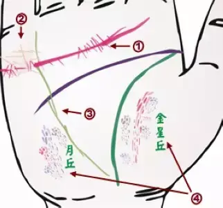 掌纹分析专家排名前十(掌纹密码书籍)插图2