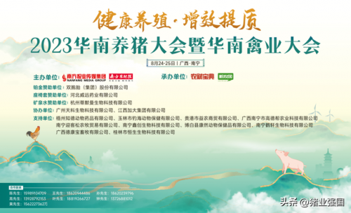 鸽子的价格排名前十(什么鸽子最值钱)插图
