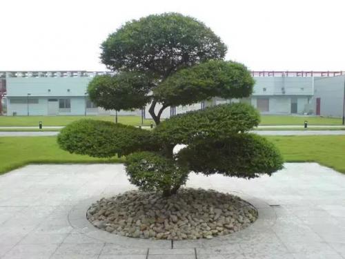洛克王国云外孔桥灵芝(洛克王国巨龙先驱者在哪)插图7