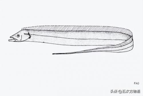 台湾稀有鱼类排名前十(长江稀有鱼类)插图7