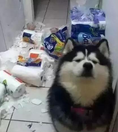 阿拉斯加犬图片(阿拉斯加犬多少钱一只)插图4