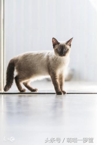 排前十的猫咪排名(猫咪排虫要排几天)插图4