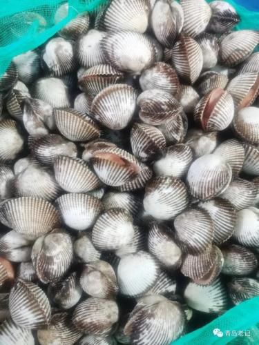 青岛海鲜品种排名前十(青岛海鲜餐厅人气排名)插图32