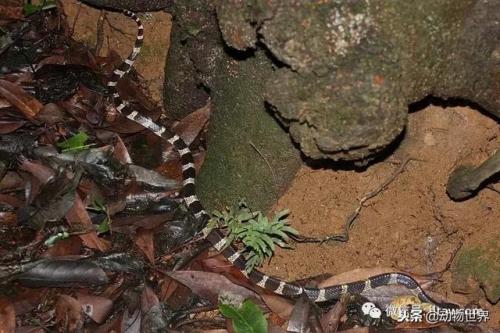毒蛇排名前十死亡时间(寻找中国十大毒蛇)插图12