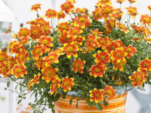 秋季耐热植物排名前十(室内植物100种大盆栽)插图2