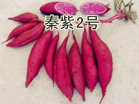 优质红薯品种排名前十(烤红薯最好的品种排名)插图4