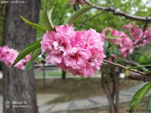 魅族15(魅族15什么时候发布的)插图14