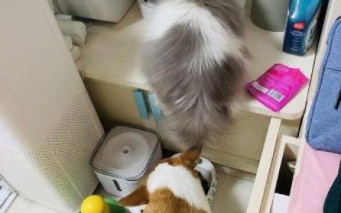 宠物用品(中国宠物用品生产基地)