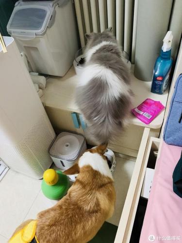 宠物用品(中国宠物用品生产基地)插图